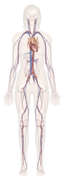 Cardiovascular System