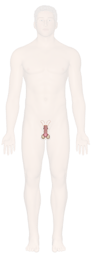 Male Reproductive System