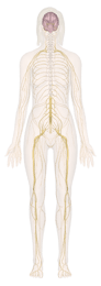 Nervous System