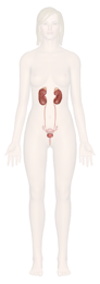 Urinary System